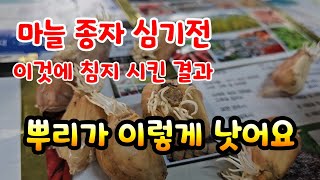 마늘 심기전 종자 를 엑스칼리버 골드에 침지처리후 뿌리발근 상태