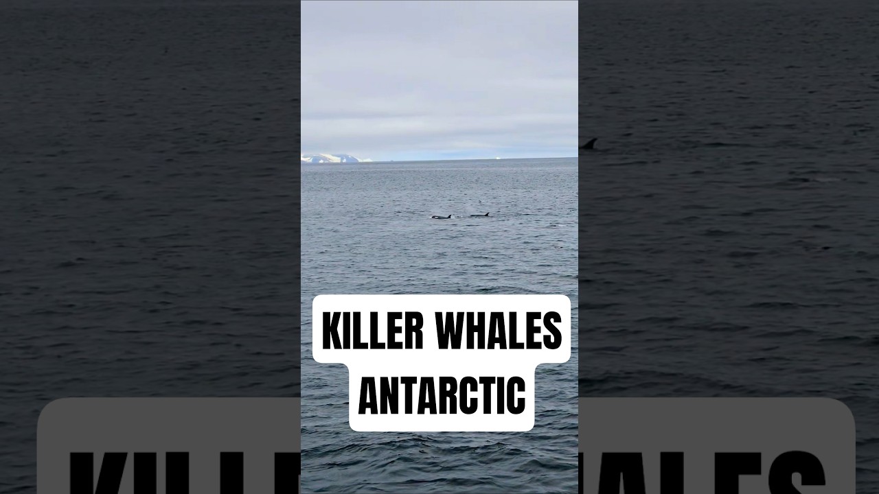 Killer Whales in Antarctica #antarctica #travel #cruiseship #whales #nature #adventure #cruise #orca