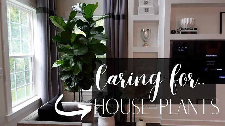 MY FIDDLE FIG PLANT // CARING FOR HOUSE PLANTS // ...