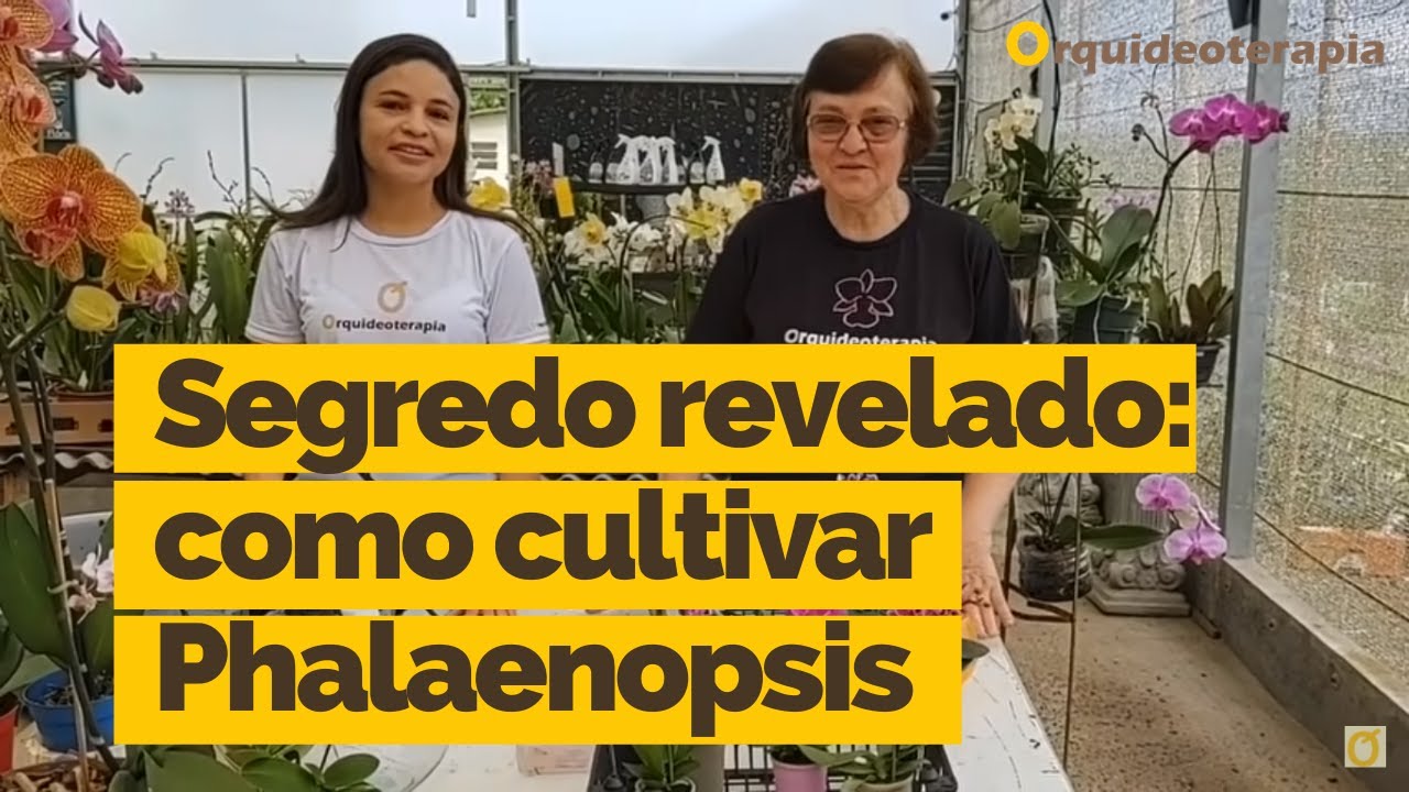 SEGREDO REVELADO! Saiba como cultivar a Phalaenopsis | Orquideoterapia | Terezinha Kunz | Ana Célia