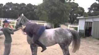 Horse Mount Fail