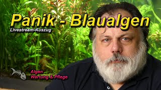 HILFE ich habe BLAUALGEN (CYANOS) im Aquarium - Ursachen, Bekämpfung, Mythen - Das 3-Punkte Programm