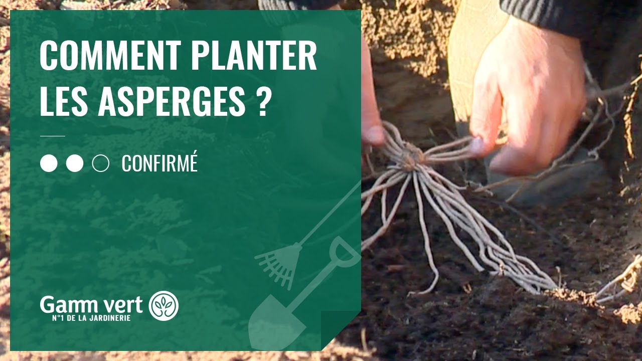 TUTO Comment planter les asperges    Jardinerie Gamm vert