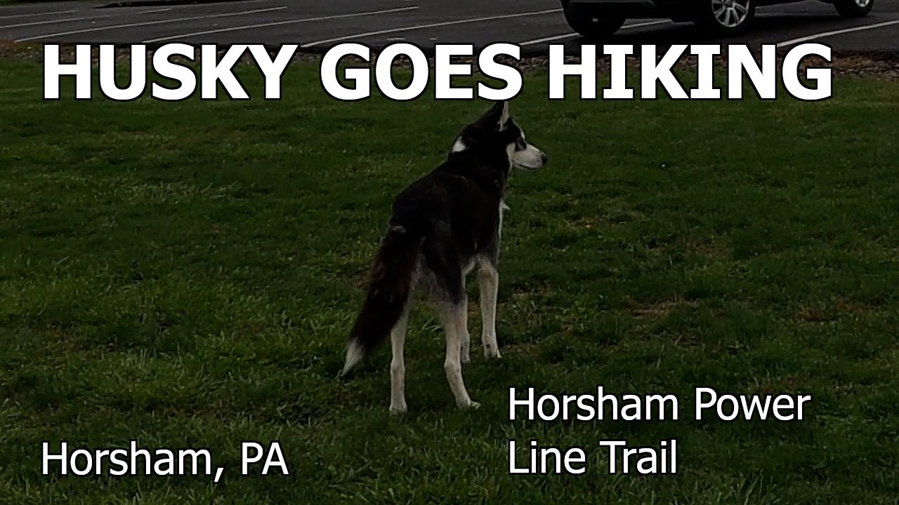 Husky Goes Hiking: Horsham Power Line Trail