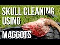 Cleaning skulls using MAGGOTS - The right way to do it