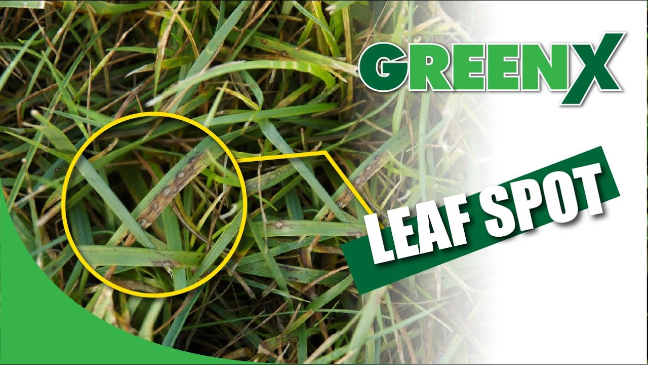 GreenX Lawn Care Explains Leaf Spot Disease And How It Can Damage Your Lawn YouTube
