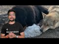 भेड़िया,कुत्ते की प्रजाति का सबसे खतरनाक जानवर#wolf #animals #wildanimals