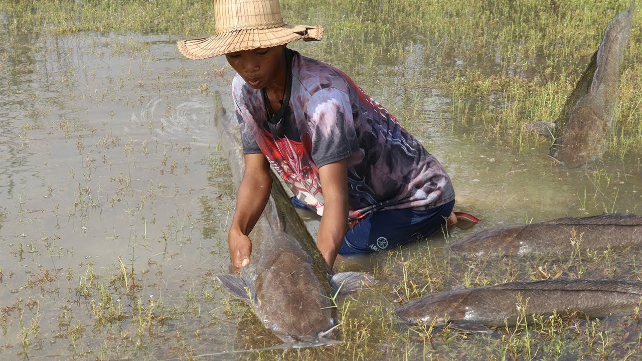 Unique Hand Fishing - Boys Catching A Lot Fish By Hand In Raining ...