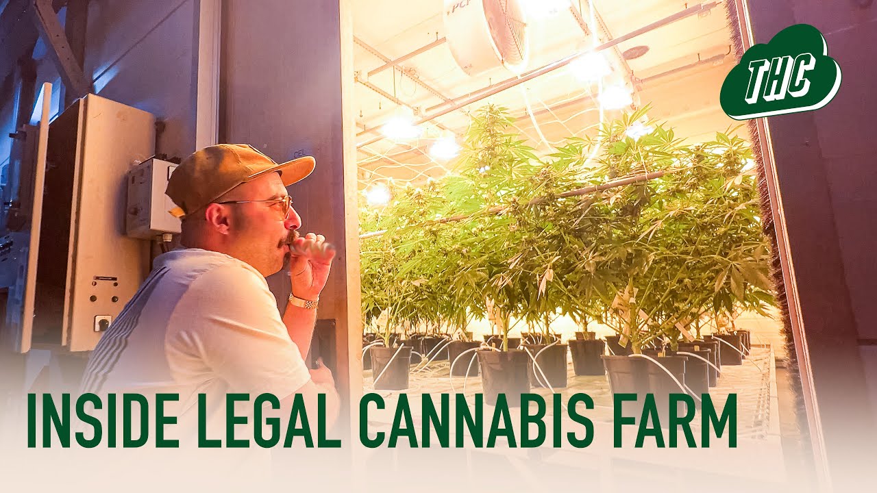 'INSIDE LEGAL CANNABIS FARM': Dutch Sensi Seeds R&D Facility Tour - The High Cloud Podcast S04E08