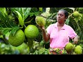 Did you know that breadfruit can be stored for 6 months and then eaten? .village kitchen recipe