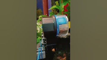 เครื่องให้อาหารปลาอัตโนมัติ