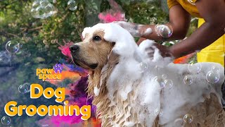 Pet Grooming | Dog grooming in Bangalore | Pet grooming at doorstep | Best dog grooming