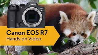 Canon EOS R7 Hands-on Video | CameraPro Australia by CameraPro 5,136 views 1 year ago 6 minutes, 1 second