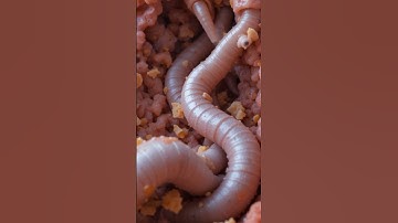 How  Worms Move and Spread In Intestine , 3D Realistic Video