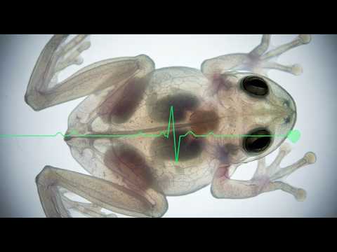 Бич террариумных лягушек. РАХИТ. Что это и как его лечить?