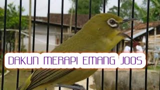 Masteran bahan paling di cari 2023. Pleci baleno
