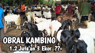 Download Lagu 1.2 Juta 3 Ekor ?? UPDATE TERBARU HARGA KAMBING DI PASAR KAMPAK TRENGGALEK @HargaTernak #hargaternak MP3