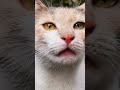 🐱🐈 #cat #catvideos #catshorts #kitten #animal #straycat #straycats #kitty