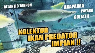 EPISODE KOLEKTOR !! IKAN PREDATOR IMPIAN DI MEGATANK BUNKER !