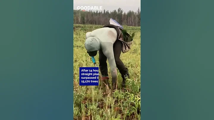 He Broke The Record For Most Trees Planted In 24 Hours🌳#shorts - DayDayNews