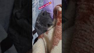 Gece modu aktif… iyi geceler🌙#kedi, #yavrukedi, #uyuyankedi, #kediler,#cat#kittenshorts  #turkishcat
