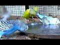 Love birds (budgie) taking shower/bath (in India). How to shower/bath your love birds/budgie