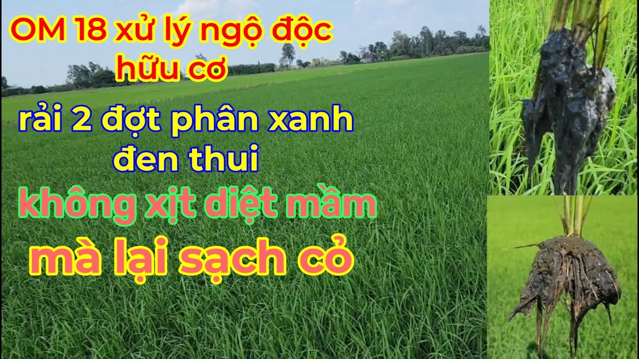 Không xịt diệt mầm. Xử lý ngộ độc hữu cơ, bộ rể khỏe lúa xanh mượt ...