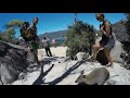 Wild Wallaby Visits Tourists at the Wineglass Bay Lookout In Tasmania