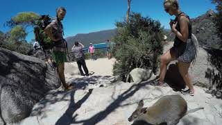 Wild Wallaby Visits Tourists at the Wineglass Bay Lookout In Tasmania by T.O.M Studios 2,286 views 5 years ago 34 seconds