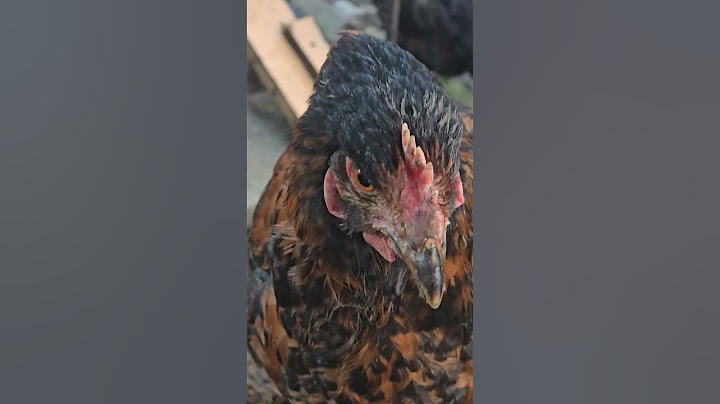 Bulharsko | Večerní pozdrav z farmy  🐑 | My v Bulharsku
