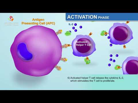 The Humoral Immune Response - Immunology Animations