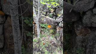 Old structure in Forrest