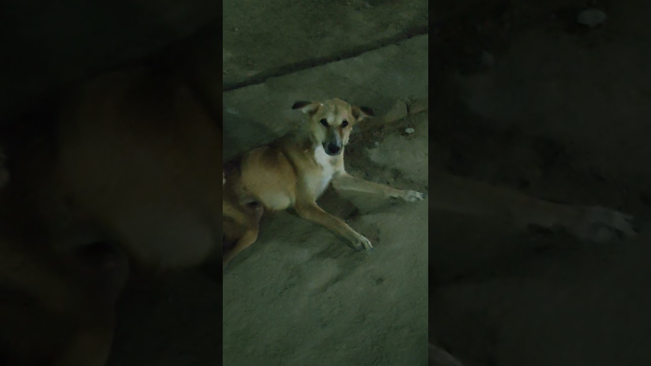 🙏HELP For Stray Dogs 🙏           #trending #thar #iphone #samsung #love #song #animals #dog
