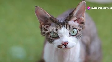Cracking the Code: Understanding Your Cat