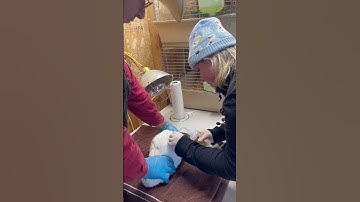 Skill 45- Rabbit subcutaneous injection