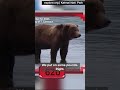 Fat Bear Week is back!