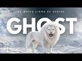 Ghosts of Africa The Rarest Animals Ever Seen