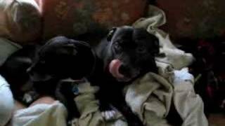 Pitbulls Enjoying Country Music