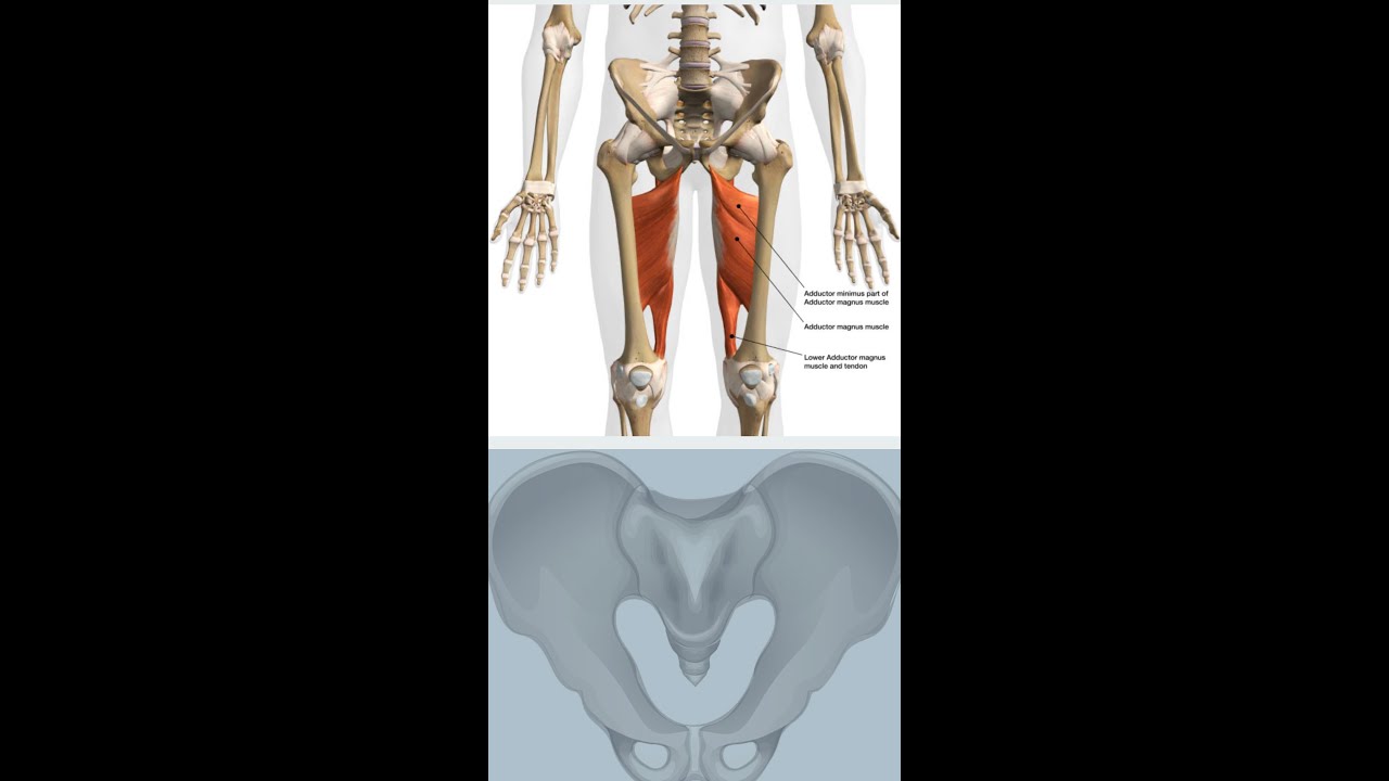 See Inside the Pelvis  Stunning