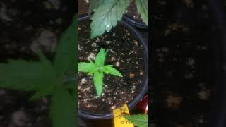 SUPER THRIVE REVIEW DO NOT USE ON CANNABIS!