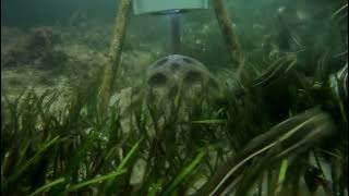 2025 03 11 N U07 edited mp4 0003495 stingray oldwife catfish passing