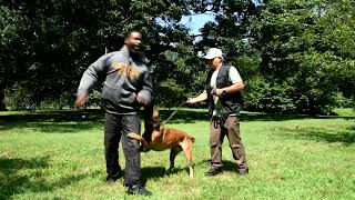 Rocky Bite Work Training