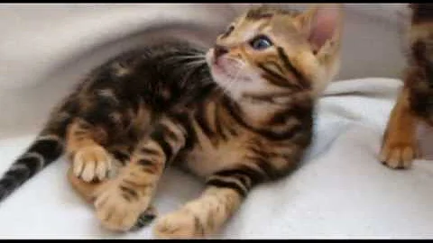 Video 2359331: royal bengal, kitten playing