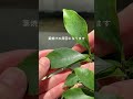 🍀夏も元気に育てる ガジュマルの管理方法🍀【☘Life with Houseplant】2606-7#shorts