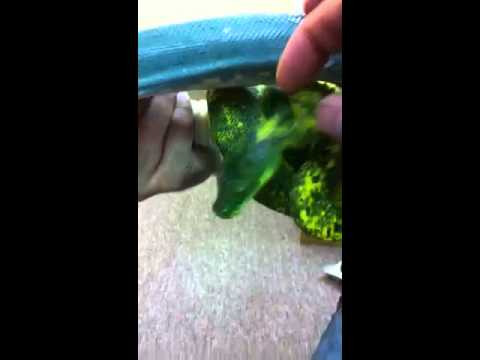 tarantula spider Amazing Chondro Python Breeders