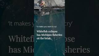 Populasi Ikan Putih Menurun