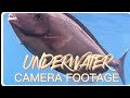 Underwater  camera footage  2  halo halong tanawing isda  red sea jeddah ksa 