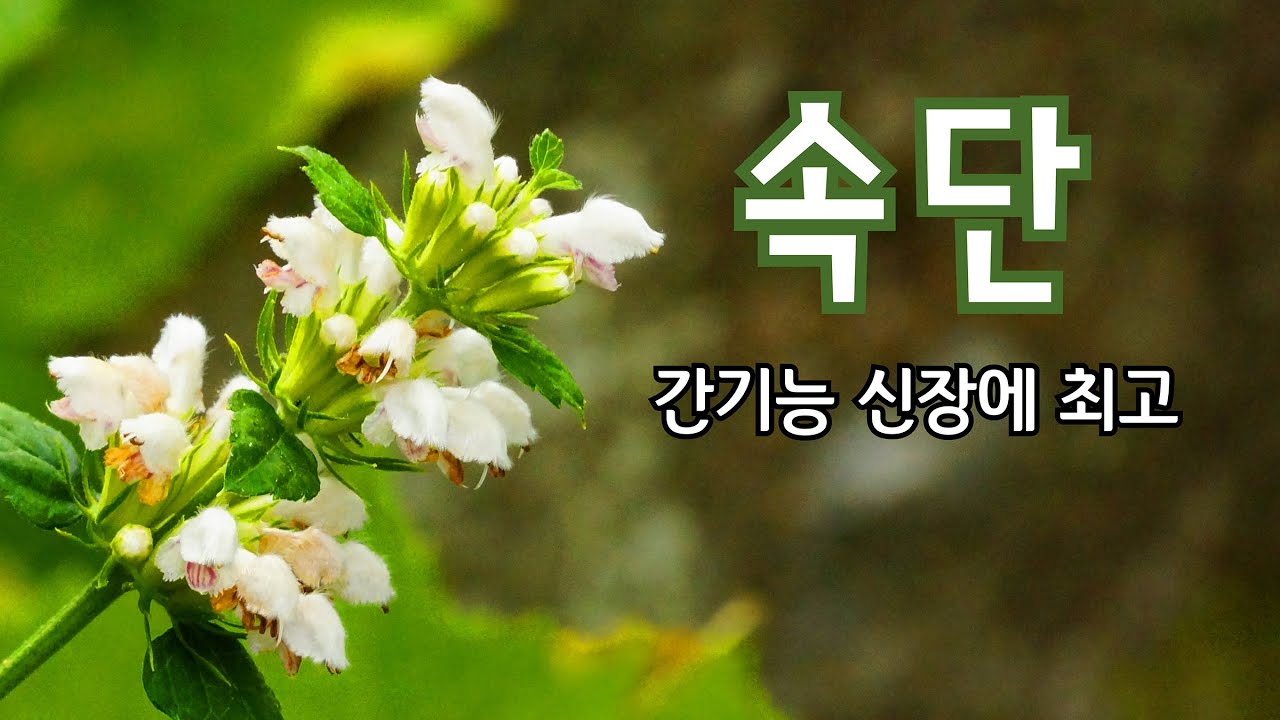 속단 야생화의신비 192편 #부러진 뼈를 이어주는 속단 #속절(續折) 접골(接骨) #속단이 근골을 튼튼하게 하고 양기를 보충하며 ...