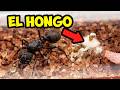 Bitácora Acromyrmex: El hongo EXPLOTA... pero paso ESTO