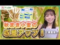 秋まき小麦の収量を飛躍的に増やす！プロ農家が知らないと損するテクニックをご紹介！